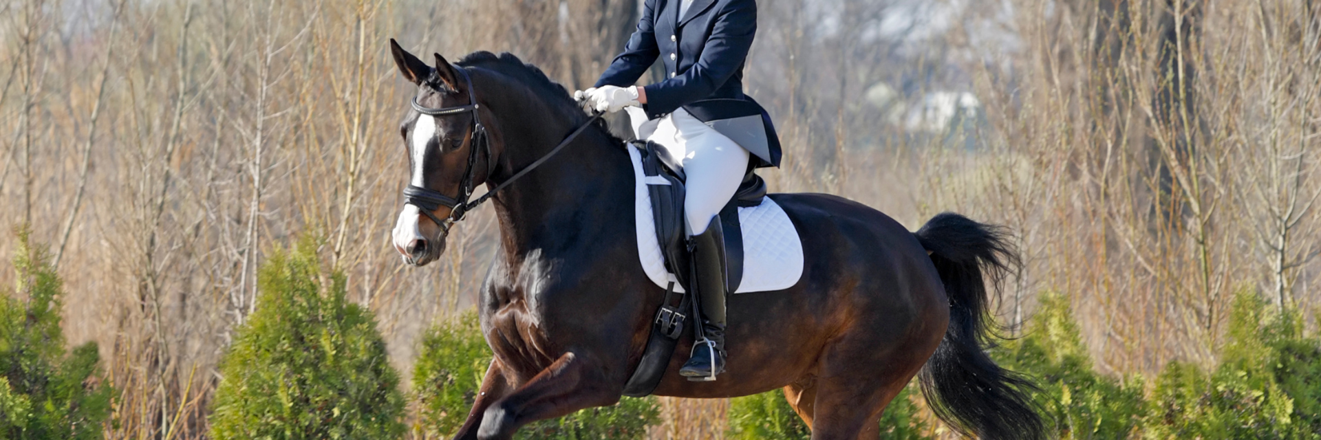 Dressage